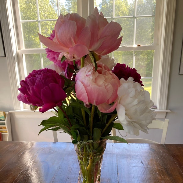 Fresh cut peonies-Last chance for MOTHER'S DAY-Bridal Shower Centerpiece- Wedding Bouquet-Bridesmaids Flowers-Romantic flowers-Vintage Charm