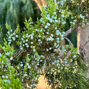 Tallos de enebro fresco con arándanos: decoración del hogar, centro de mesa, bodas, manualidades naturales, vegetación fresca, aroma fragante, decoración otoñal