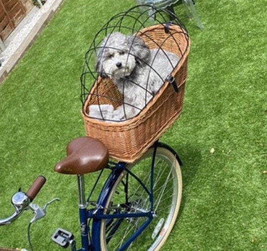 bodem aansluiten Lucht PET hond kat rieten drager mand fietsdrager mand fiets - Etsy Nederland