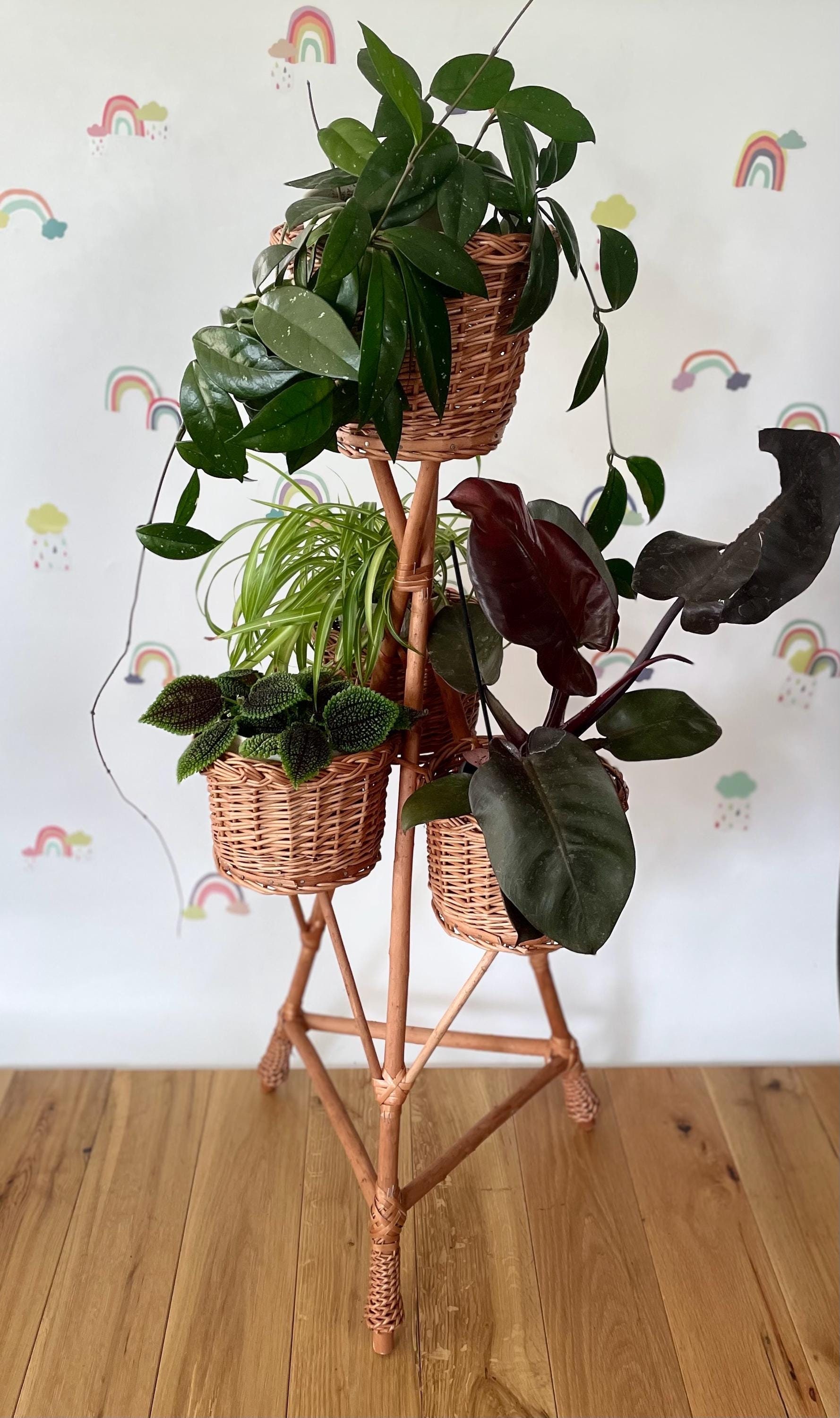 swiss cheese plant Monstera Deliciosa | Swiss Cheese Houseplant | Buy Plants Online | Easy  Care