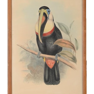John Gould &quot;Ramphatos Inca-Toucan&quot; Bird of Australia Litho