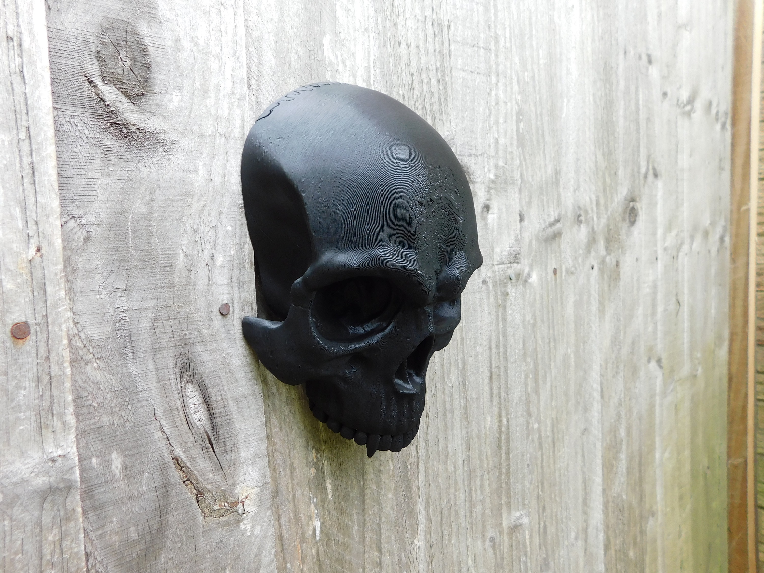 Skull With Fangs, Full Size, Vampire Style Replica Skull Without