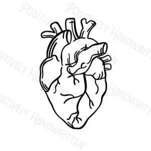 Anatomical Human heart. Heart Warrior. CHD instant download Digital File. PNG. Sublimation or vinyl file.