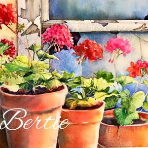 Puede incluir: Una pintura de acuarela de cuatro geranios en maceta con flores rosas y rojas. Las macetas son marrones y las flores están en diferentes etapas de floración. La pintura está firmada "Bertie" en la esquina inferior derecha.