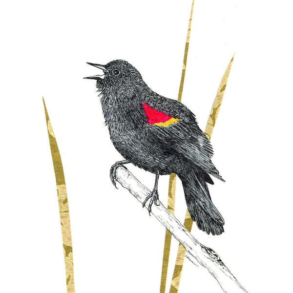 Blank Note Cards - Red-Winged Blackbird