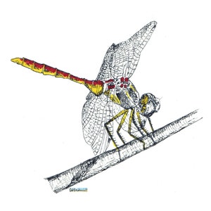 Blank Note Cards - Dragonfly (Autumn Meadowhawk)