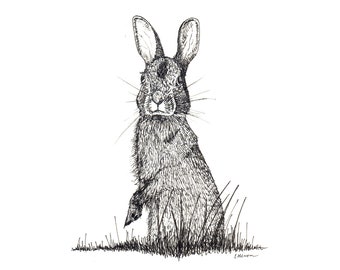 Eastern Cottontail Rabbit - Print