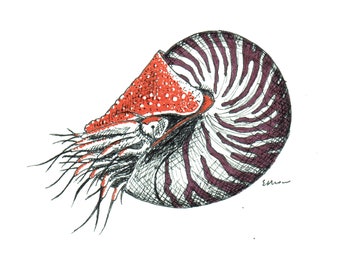 May include: Detailed pen and ink illustration of a nautilus shell. The shell features a spiral design with alternating dark purple and white stripes. The head area is a textured orange-red with fine details and delicate lines.