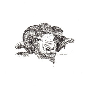 Blanko Notizkarten - Merino Schaf