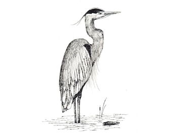 Blank Note Cards - Great Blue Heron