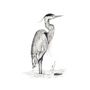 Blank Note Cards - Great Blue Heron