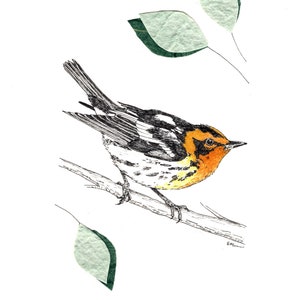 Blanko Notizkarten - Blackburnian Warbler