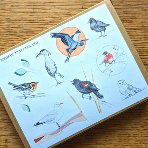 Oiseaux de la Nouvelle-Angleterre - Cartes vierges (Pack de variétés)