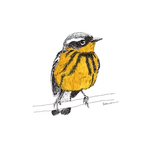 Blanko-Grußkarten - Magnolia Warbler