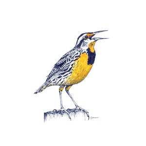 Unbeschriebene Notizkarten - Eastern Meadowlark