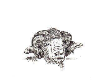 Merinofår - Mönster