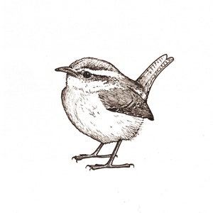 Blanko Grußkarten - Carolina Wren