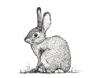 Eastern Cottontail Rabbit - Print