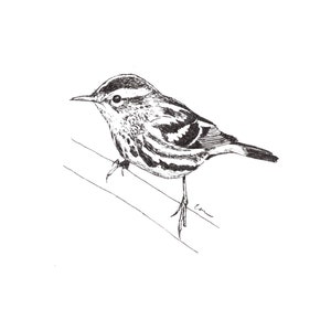 Blanko Notizkarten - Schwarz-Weiß-Warbler