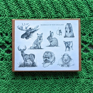 Mammals of New England - Blank Cards (Variety Pack)