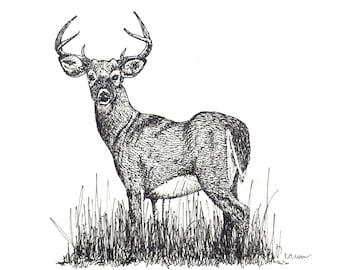 Cervo dalla coda bianca-stampa