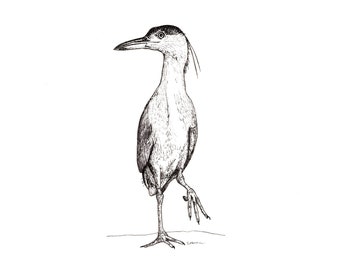 Blank Note Cards - Black-Crowned Night Heron