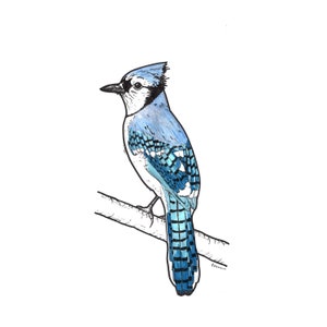 Blanko Notizkarten - Blue Jay