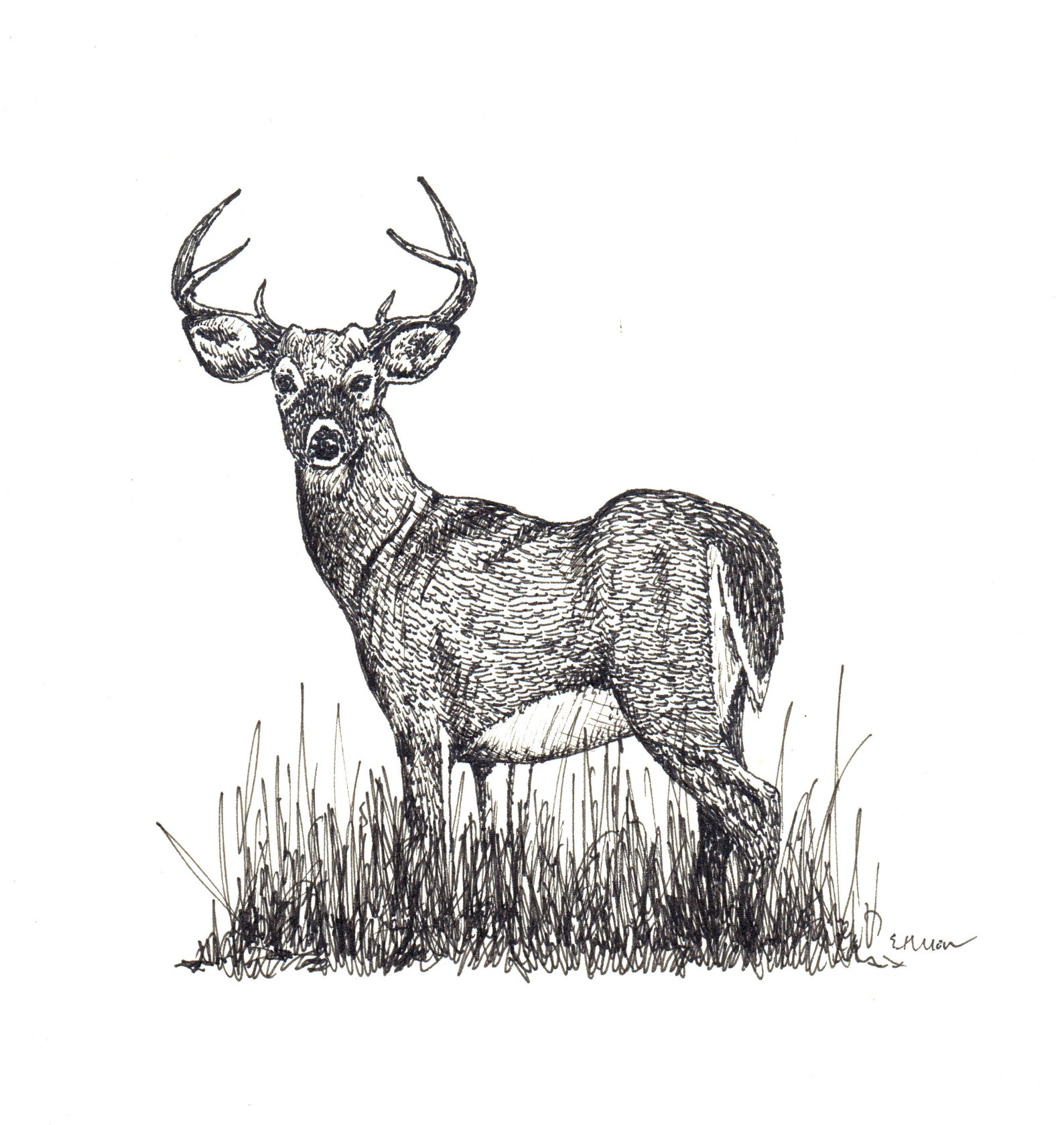 Blank Note Cards Animal Variety Pack Etsy blank-note-cards-animal-variety-pack-etsy