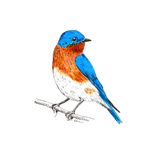 Blanko Grußkarten - Östliche Bluebird