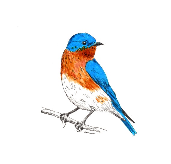 Blank Note Cards Eastern Bluebird | Etsy