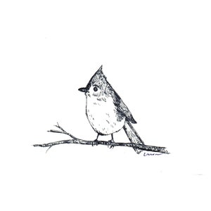Cartes de notes vierges - Mésange touffue