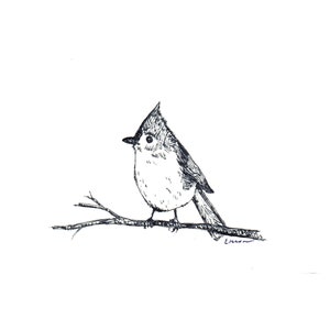 Blank Note Cards - Tufted Titmouse