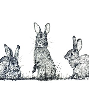 Cartes de notes vierges - Rabbit Variety Pack