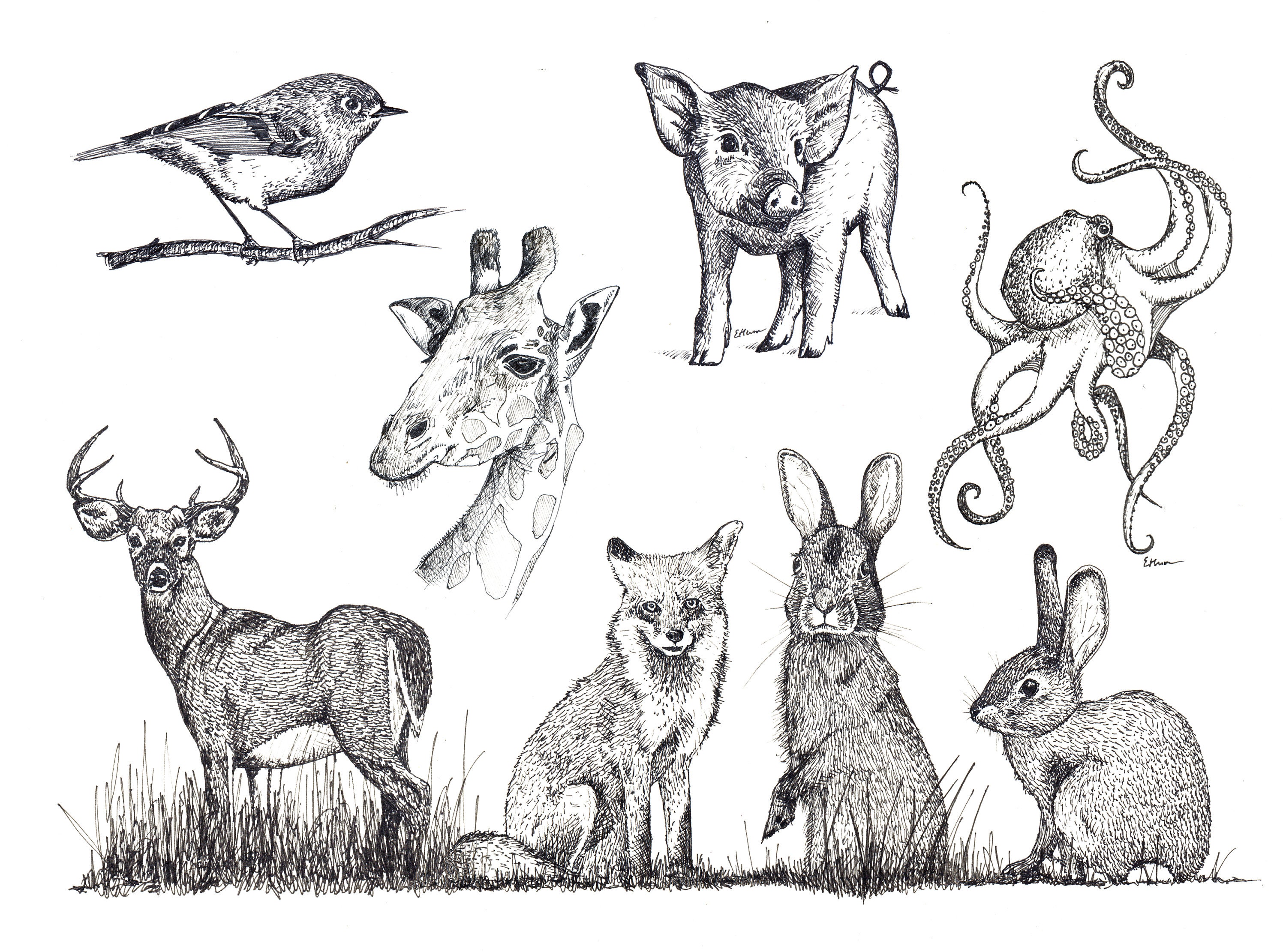 Blank Note Cards Animal Variety Pack Etsy