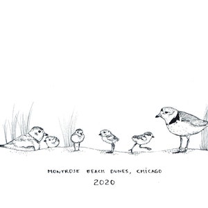 Piping Plovers - Monty & Rose (2020)