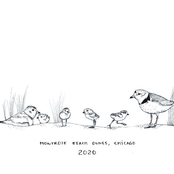 Piping Plovers - Monty & Rose (2020)