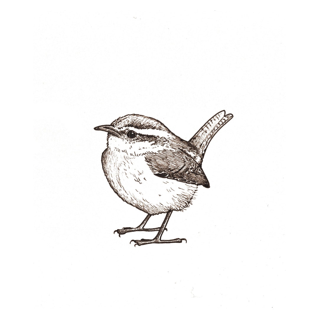 Blank Note Cards Carolina Wren Etsy