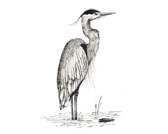 Great Blue Heron - Print