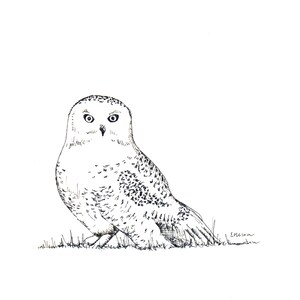 Cartes de correspondance vierges - Harfang des neiges