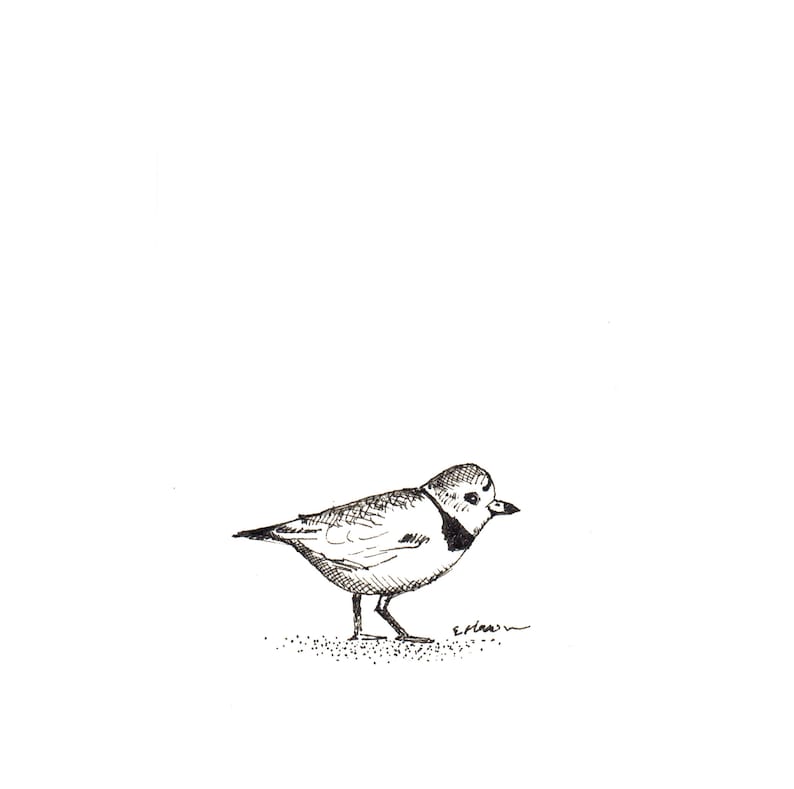 Blank Cards Piping Plover