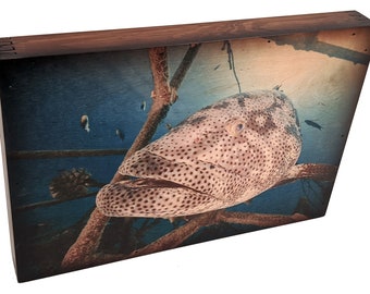 Goliath Grouper Wall Art