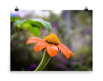 Orange Flower Poster