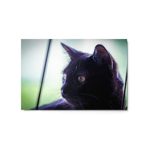 Black Cat Metal print