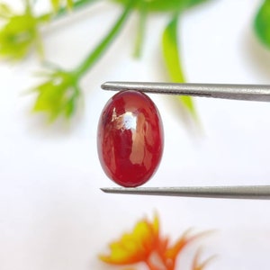May include: A deep red oval gemstone held by tweezers against a white background.