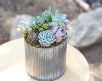 Birthday Succulent Arrangement in Beautiful Rustic Tins | Housewarming plant | Sympathy Gift | Care Package