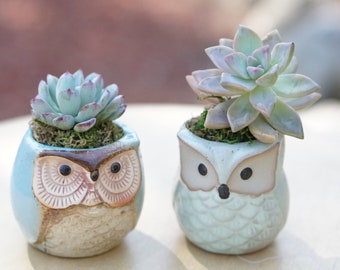 New Home Plant Gift| Congratulations Gift Succulent Set of 2 Ceramic Owls | Thank you Gift |Nurse Appreciation Gift | Teacher Appreciation G