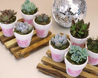 Succulent Baby Sprinkle, It's a Girl Party Favors, Baby Shower Favors, Birthday Party Favors, Wedding Succulent Favors, Bridal shower favor