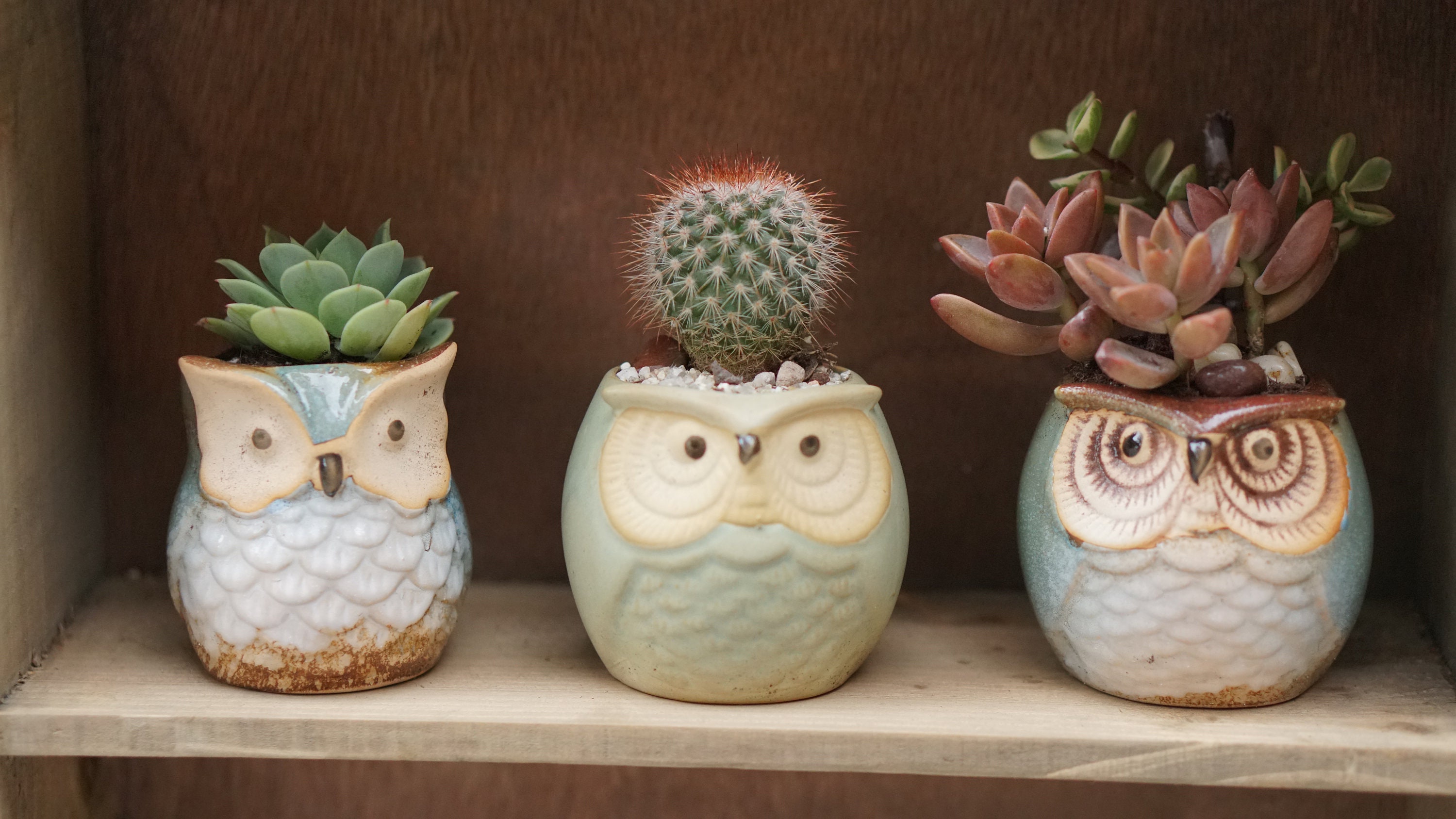 Employee Appreciation Gift | Birthday Gift Succulent Set of 2 Ceramic