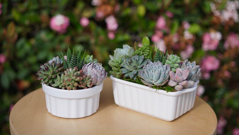 Succulent Arrangement Ceramic Planter
