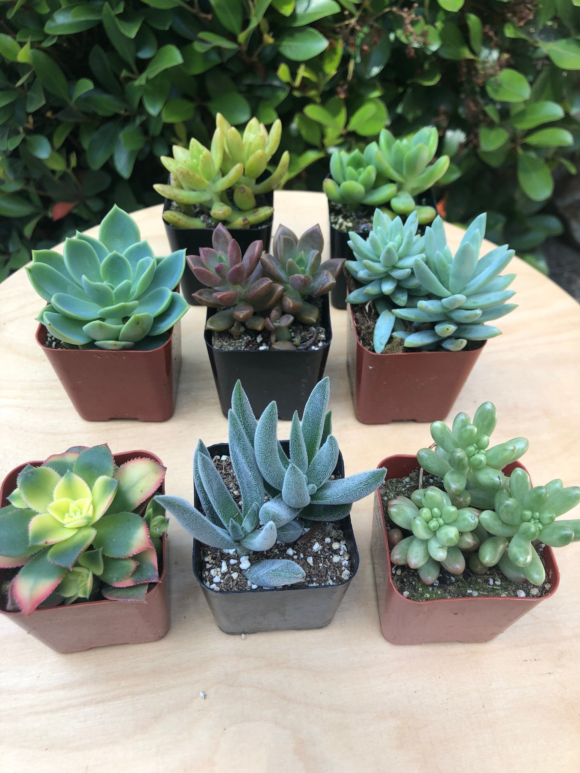 Quarantine Gift | Succulent Wellness Box | Succulent ...